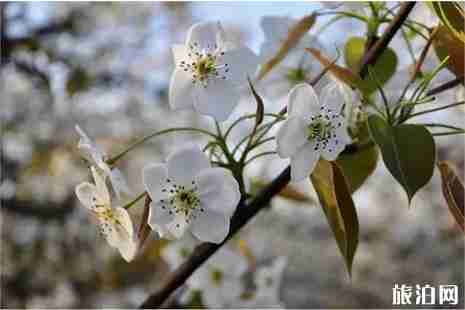 2019河北赵县梨花节赏花攻略 附最佳观赏点