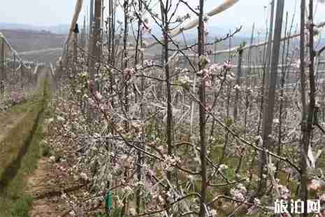 2019威宁苹果花节3月30日开启