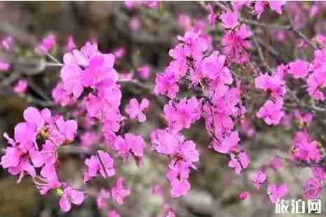 2019黑龙江春季赏花景点推荐 2019黑龙江春季赏花景点推荐