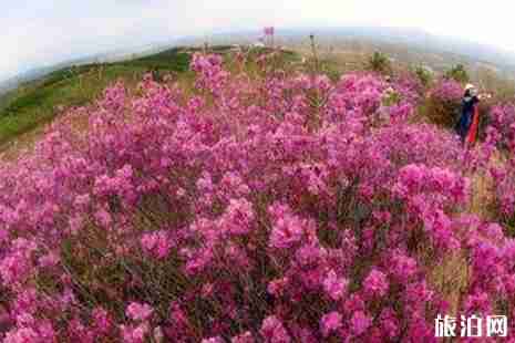 2019黑龙江春季赏花景点推荐 2019黑龙江春季赏花景点推荐