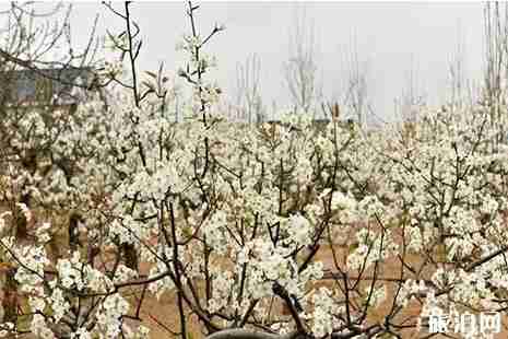 2019山西武乡分水岭乡杏花节4月8日开启