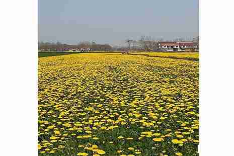 2019老子故里蒲公英花节4月1日开启
