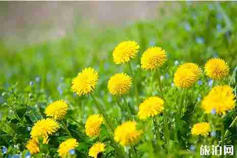 2019老子故里蒲公英花节4月1日开启