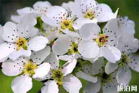 2019安丘梨花节4月6日开启 附活动信息