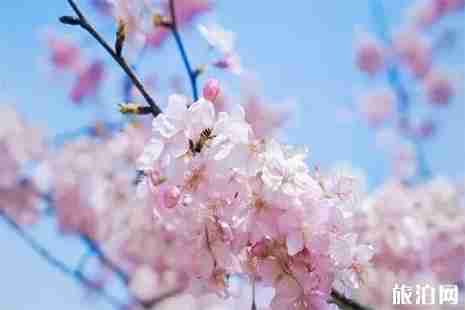 2019遵义湄潭象山樱花节 附活动时间信息