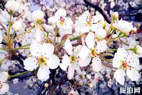 2019河北魏县梨花节 地点+路线+游玩攻略