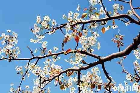 2019河北魏县梨花节 地点+路线+游玩攻略