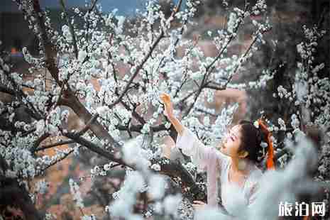 2019河北魏县梨花节 地点+路线+游玩攻略