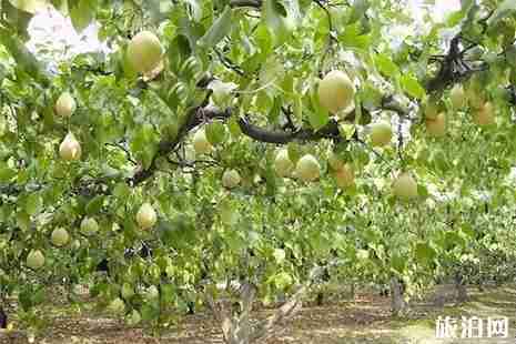 2019晉州周家莊梨花節5月10日截止 附活動信息 2019晉州周家莊梨花節5月10日截止 附活動信息