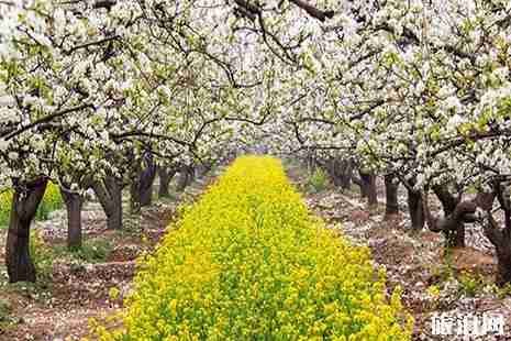 2019晉州周家莊梨花節5月10日截止 附活動信息 2019晉州周家莊梨花節5月10日截止 附活動信息