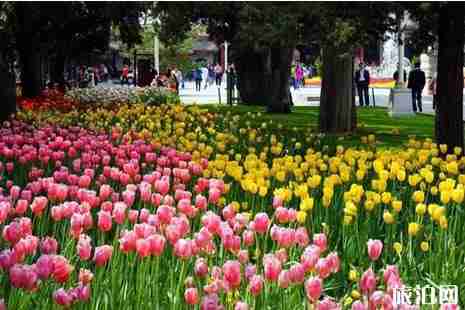 2019青島清明賞花去哪兒