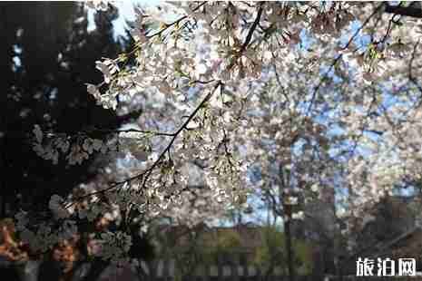 2019青島清明賞花去哪兒