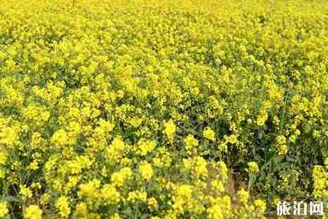 2019青島清明賞花去哪兒