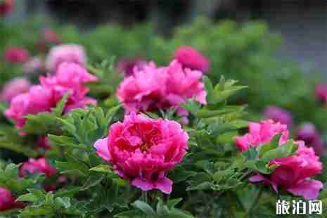 2019彭州牡丹花節在哪里 時間+地點+活動時間安排