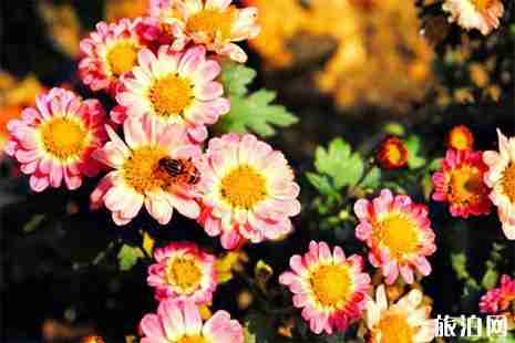 2019清明節(jié)深圳殯儀館實施交通管制 附繞行攻略