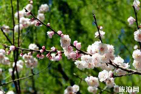 2019武漢賞桃花的地方 武漢賞桃花地點推薦