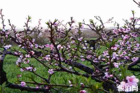 2019武漢賞桃花的地方 武漢賞桃花地點推薦