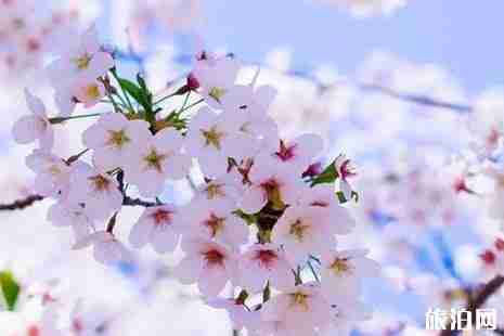 西安賞花2019花期+地點+交通