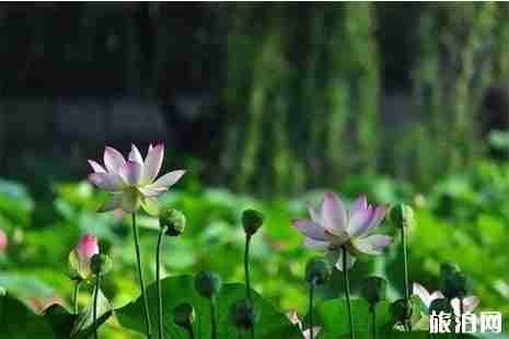 西安賞花2019花期+地點+交通