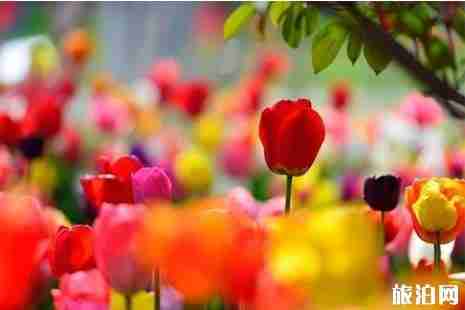 西安賞花2019花期+地點+交通