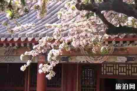 2019河北賞花景點大全