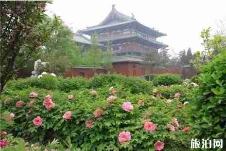 2019河北賞花景點大全