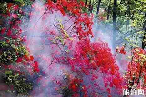 2019湖北杜鵑花哪里最有名 2019湖北杜鵑花哪里最有名