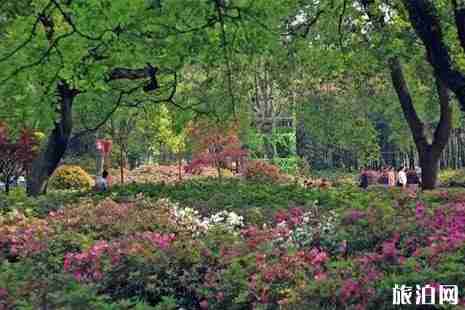 2019湖北杜鵑花哪里最有名 2019湖北杜鵑花哪里最有名