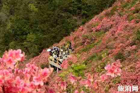 2019湖北杜鵑花哪里最有名 2019湖北杜鵑花哪里最有名
