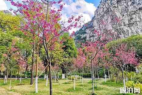 2019四月桂林看花的地方 桂林賞花地點推薦