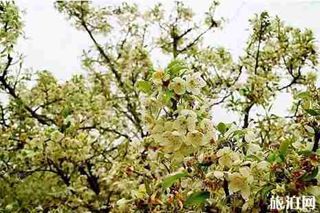 2019四月桂林看花的地方 桂林賞花地點推薦