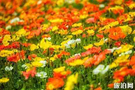 2019四月桂林看花的地方 桂林賞花地點推薦