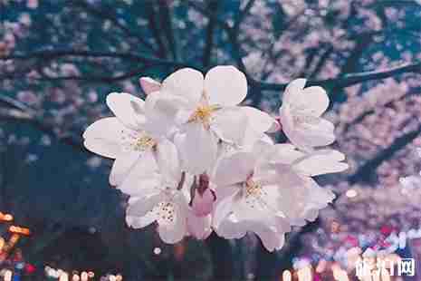 2019鶴壁櫻花節4月2日開啟 附活動時間安排+臨時停車點