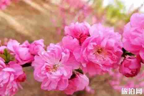 2019年春季長春賞花攻略