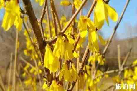 2019年春季長春賞花攻略