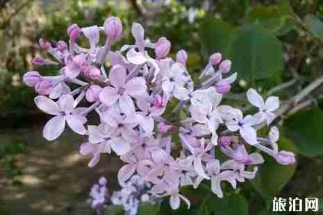 2019年春季長春賞花攻略