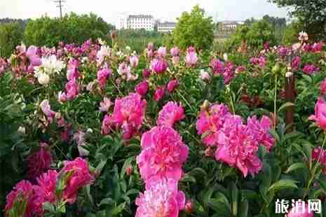 2019镇江句容豆腐村牡丹节4月6日开启