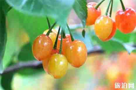 2019重慶櫻桃采摘地盤點 重慶哪里有櫻桃采摘園 2019重慶櫻桃采摘地盤點 重慶哪里有櫻桃采摘園