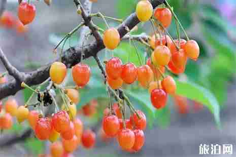 2019重慶櫻桃采摘地盤點 重慶哪里有櫻桃采摘園 2019重慶櫻桃采摘地盤點 重慶哪里有櫻桃采摘園