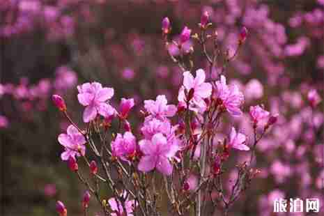 2019首屆龍峪灣云巔杜鵑花節(jié)4月13日開啟 附活動信息 2019首屆龍峪灣云巔杜鵑花節(jié)4月13日開啟 附活動信息