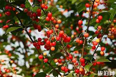 2019重慶櫻桃采摘地盤點 重慶哪里有櫻桃采摘園 2019重慶櫻桃采摘地盤點 重慶哪里有櫻桃采摘園