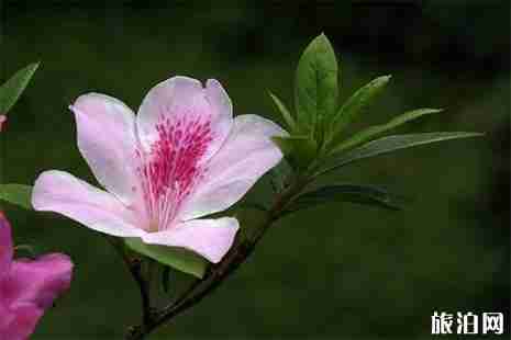 2019首屆龍峪灣云巔杜鵑花節(jié)4月13日開啟 附活動信息 2019首屆龍峪灣云巔杜鵑花節(jié)4月13日開啟 附活動信息