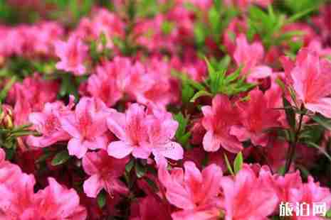 2019首屆龍峪灣云巔杜鵑花節(jié)4月13日開啟 附活動信息 2019首屆龍峪灣云巔杜鵑花節(jié)4月13日開啟 附活動信息