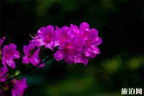 2019贛州石城縣杜鵑花節(jié)4月14日開啟