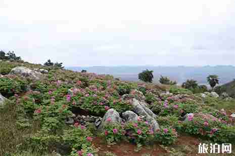 2019常寧西嶺五門牡丹花節4月6日開啟 交通攻略+最佳賞花點