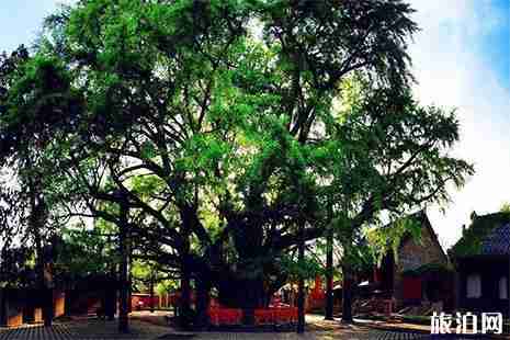 2019日照清明節好去處 清明小長假活動盤點