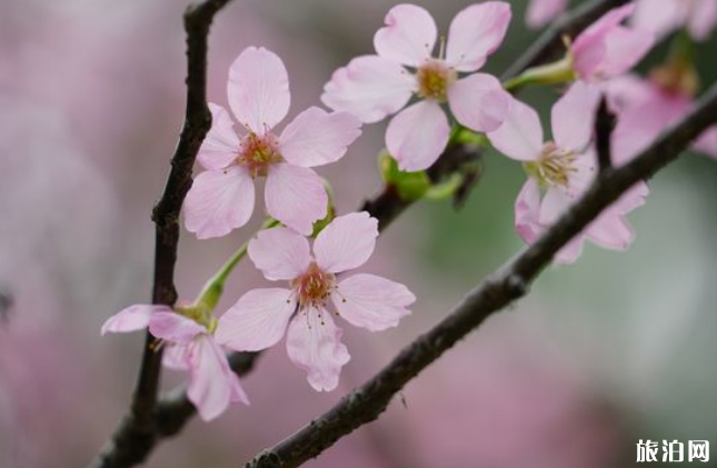 長沙櫻花在哪里看 2019長沙櫻花觀賞地點推薦