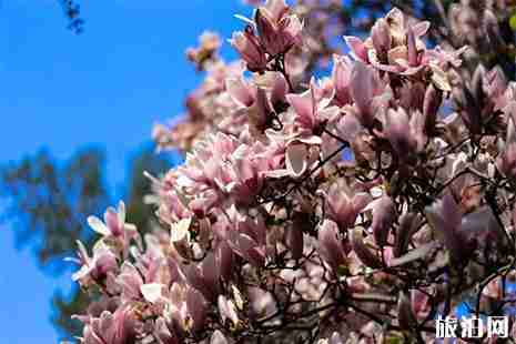 北京寺廟賞花 北京山里的賞花地推薦