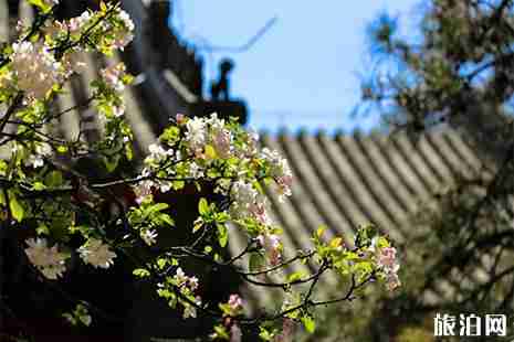 北京寺廟賞花 北京山里的賞花地推薦