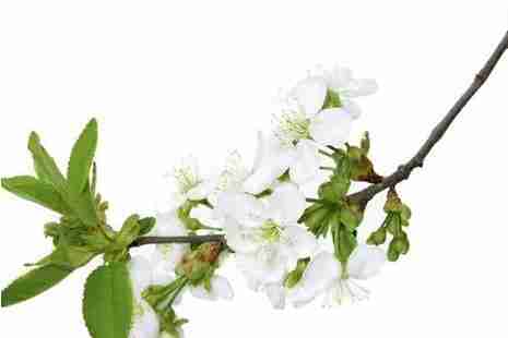 2019京郊賞花攻略